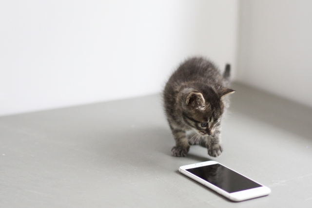 スマホと子猫